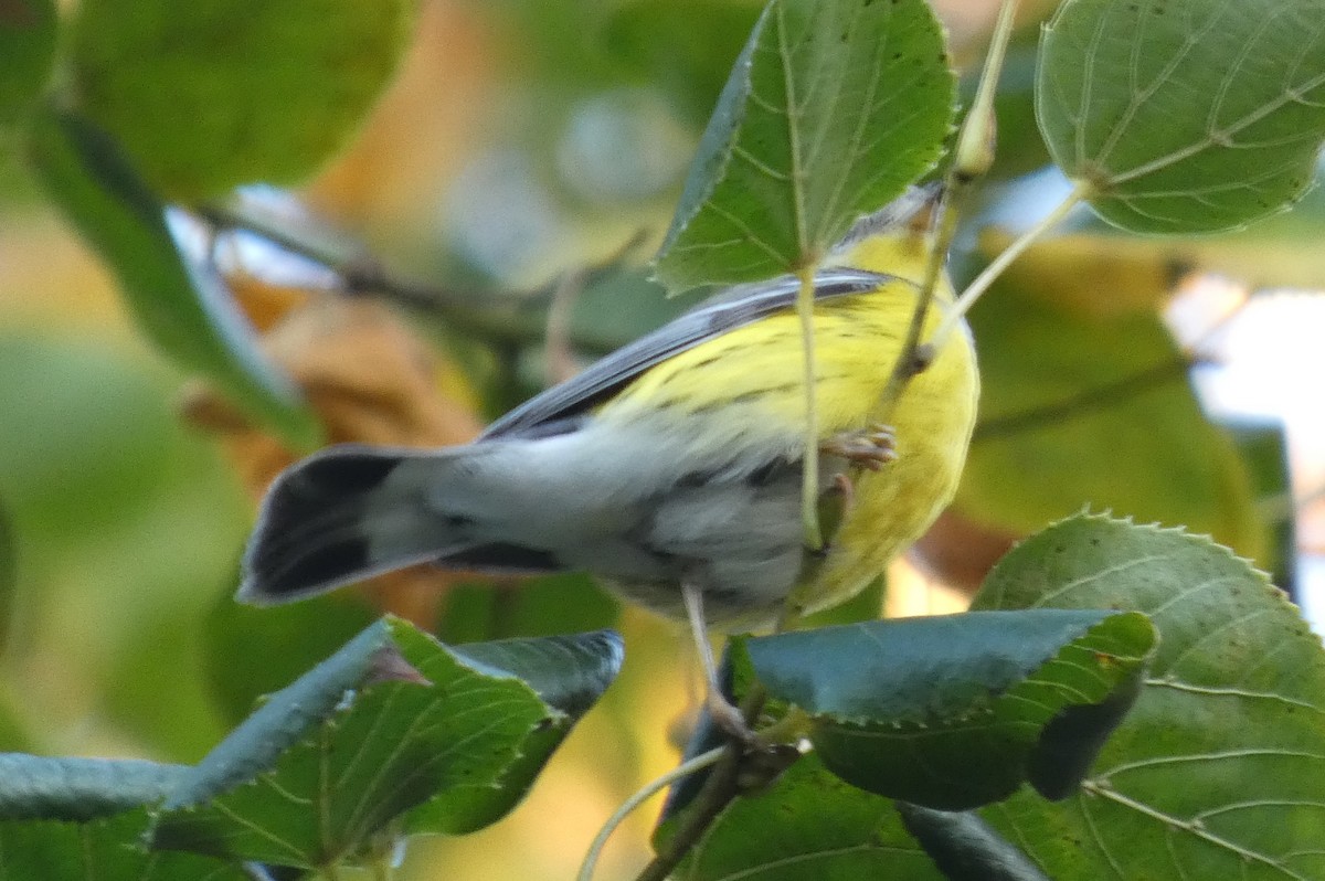 Magnolia Warbler - ML625221163