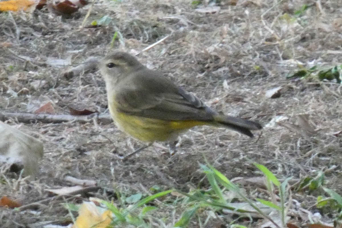 Palm Warbler - ML625221174
