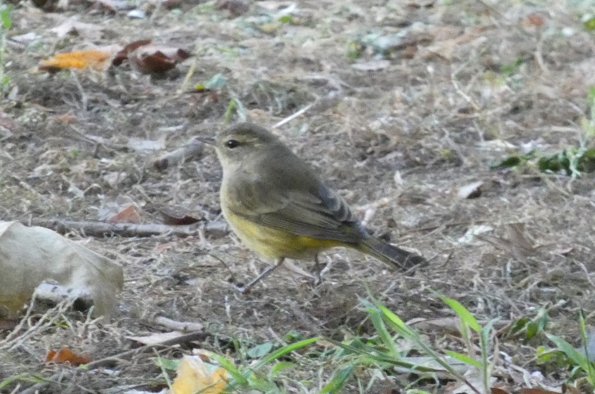 Palm Warbler - ML625221175