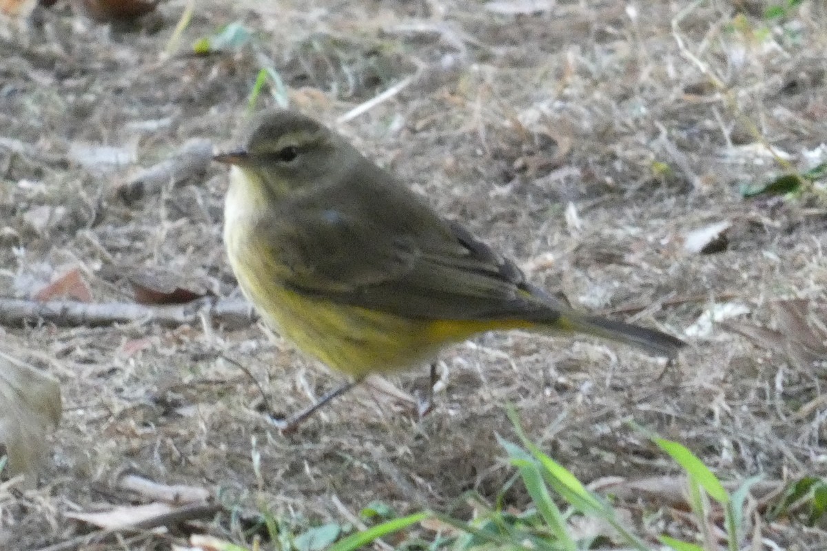 Palm Warbler - ML625221176