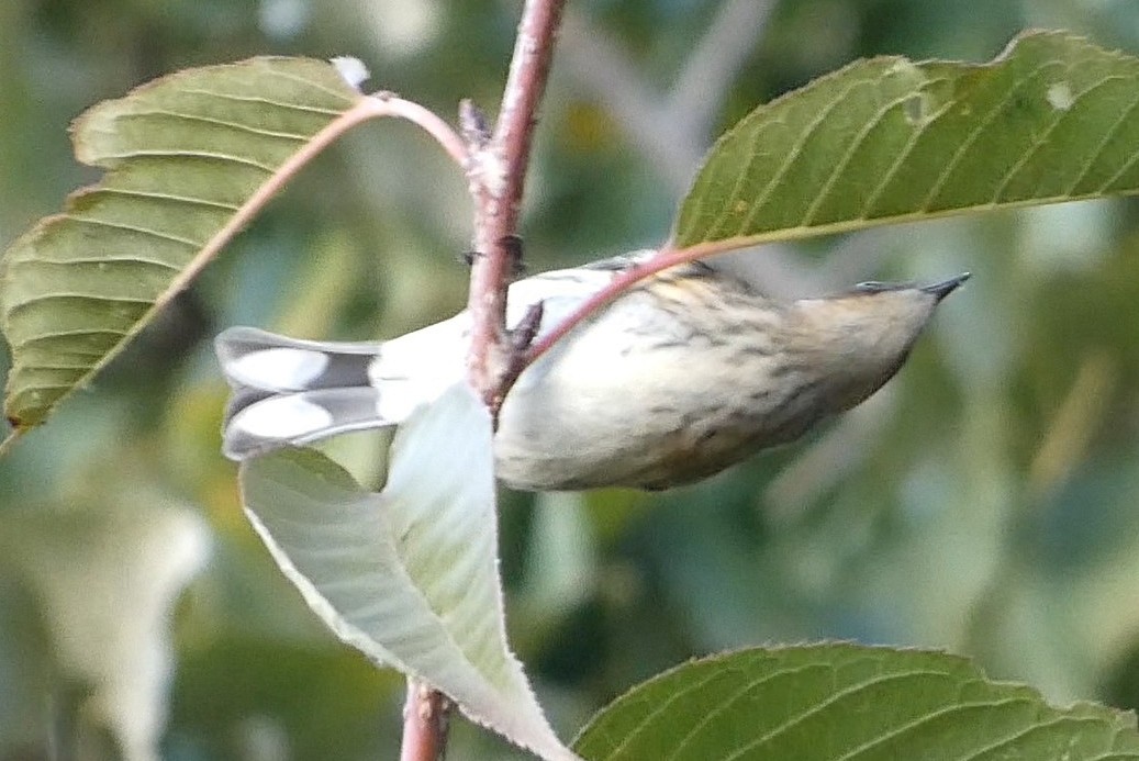 Yellow-rumped Warbler - ML625221185