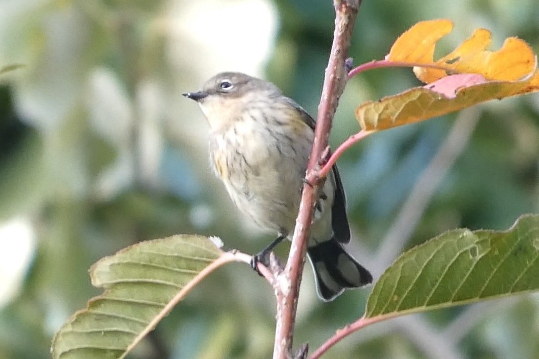 Yellow-rumped Warbler - ML625221186