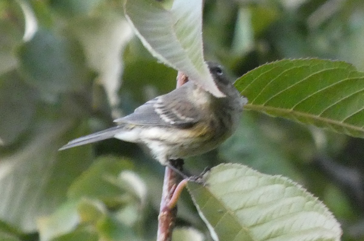 Yellow-rumped Warbler - ML625221187