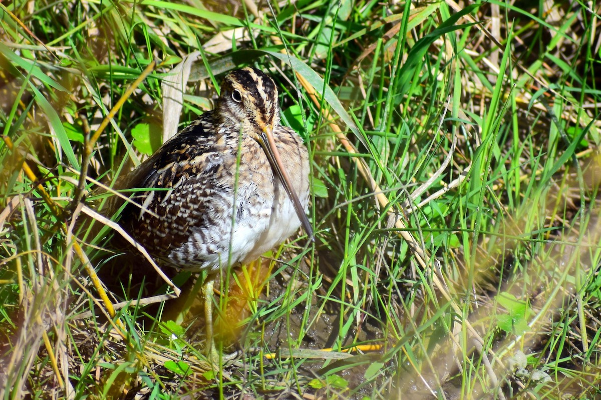 Wilson's Snipe - ML625221224