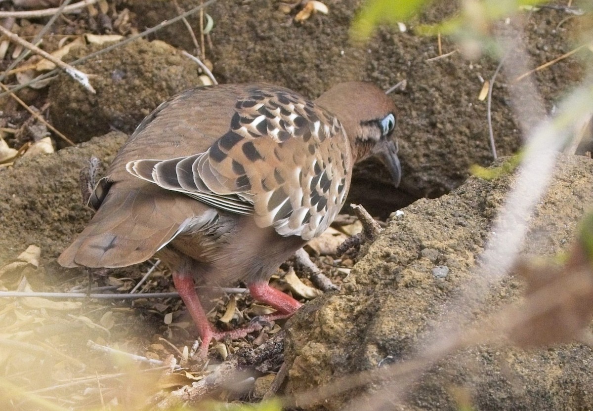 Galapagos Kumrusu - ML625221241