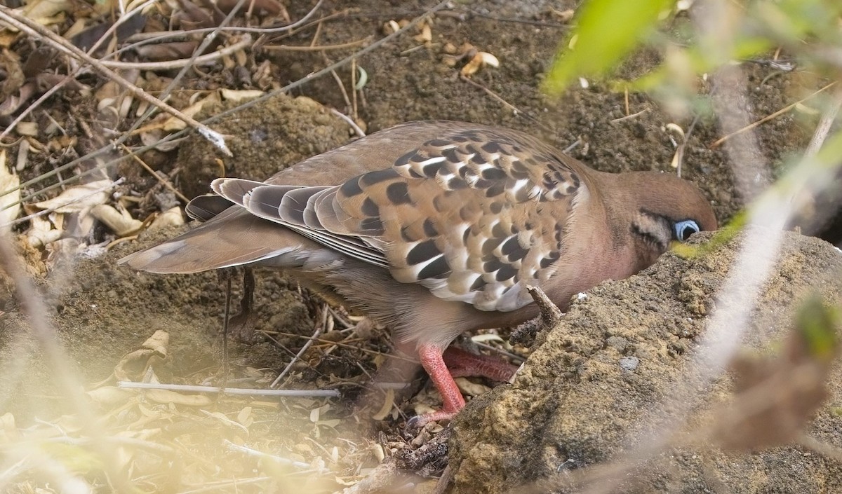 Galapagos Kumrusu - ML625221242