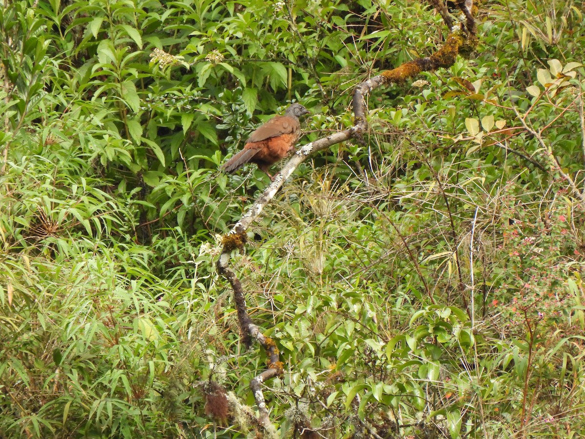 Andean Guan - ML625221243