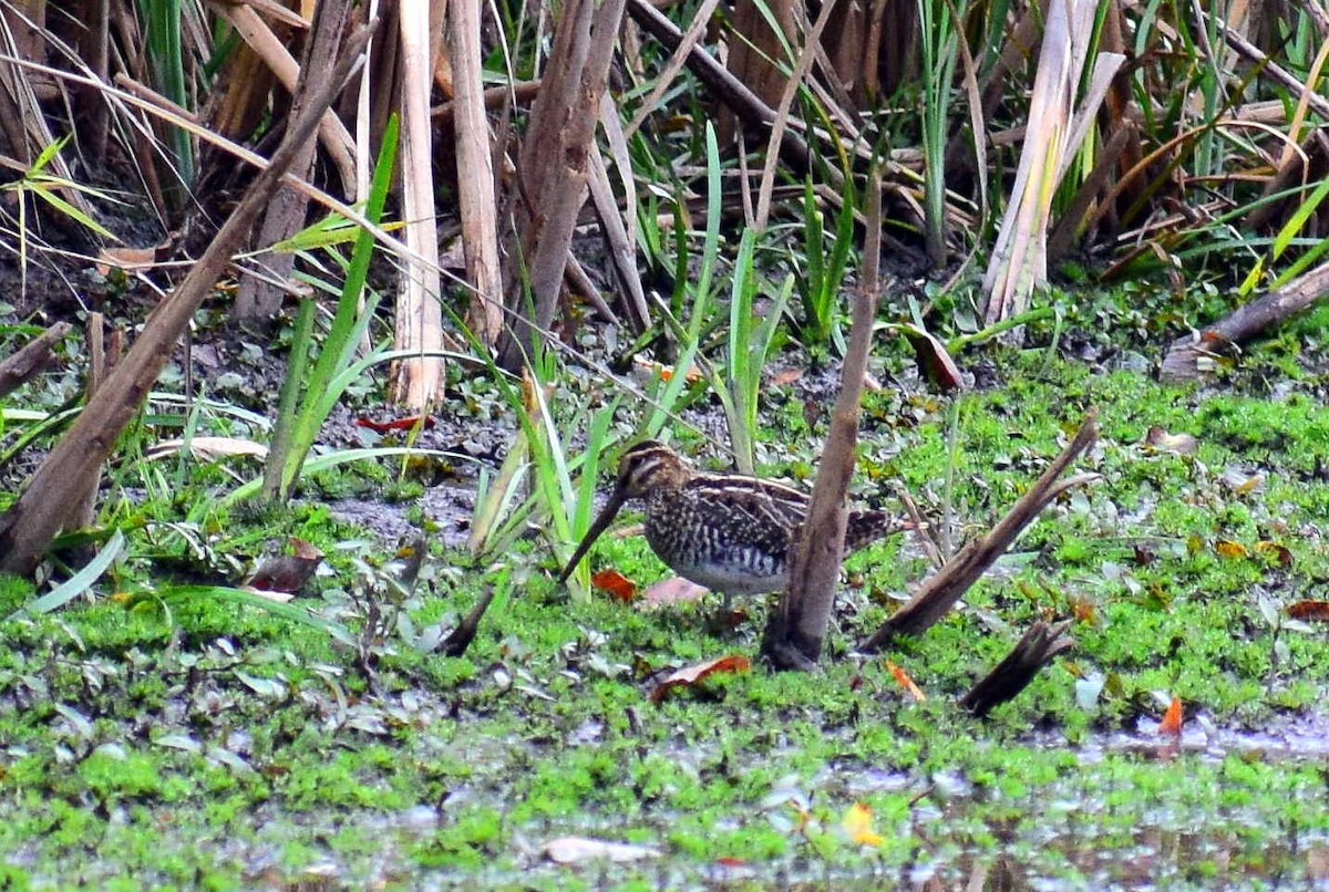 Wilson's Snipe - ML625221256