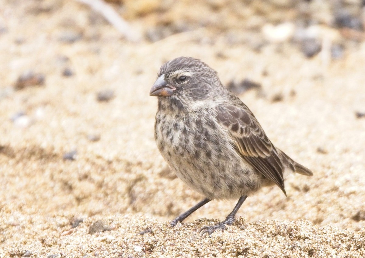 Medium Ground-Finch - ML625221365