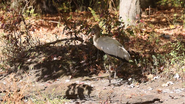 Wood Stork - ML625221375