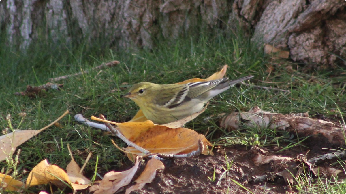 Blackpoll Warbler - ML625221471