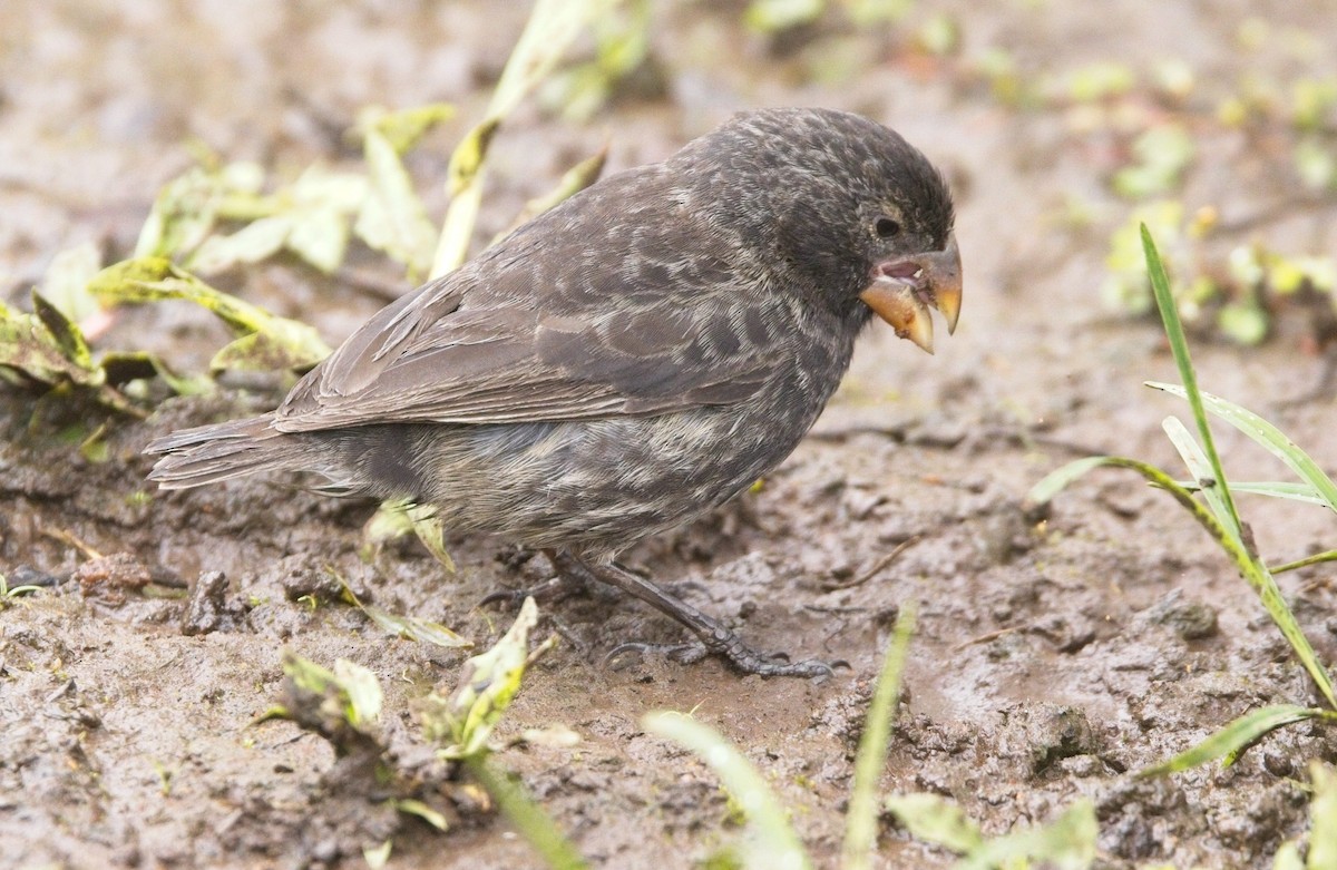 Large Ground-Finch - ML625221542