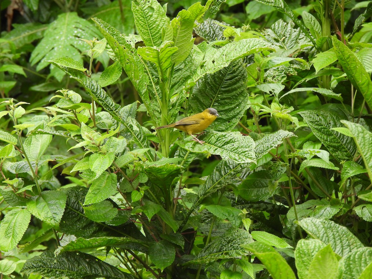 Gray-capped Hemispingus - ML625221557