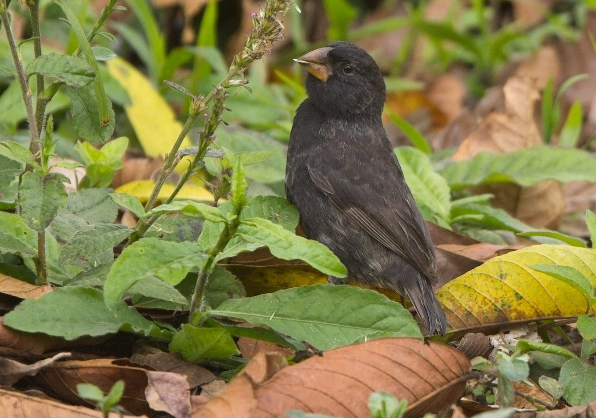 Medium Ground-Finch - ML625221564