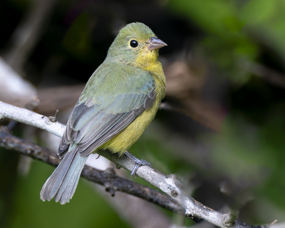 Orange-breasted Bunting - ML625221693