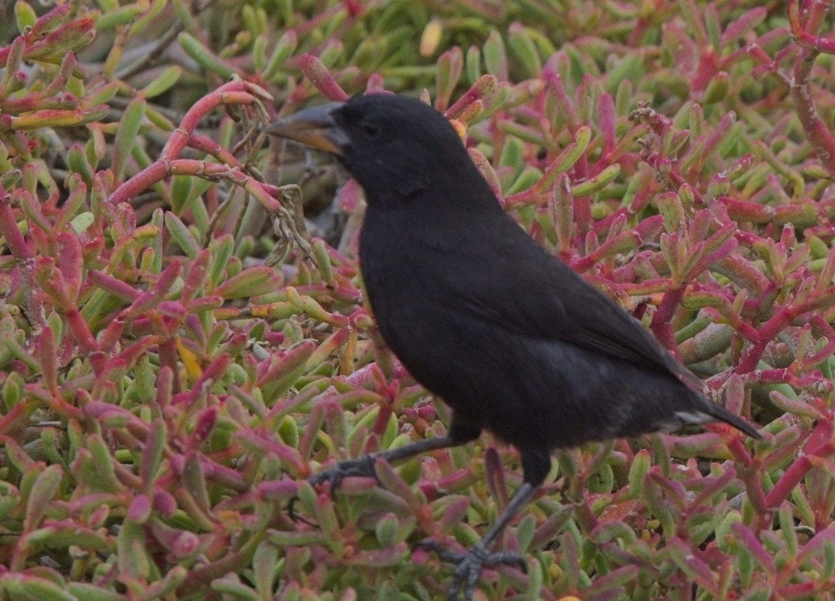 Medium Ground-Finch - ML625221775