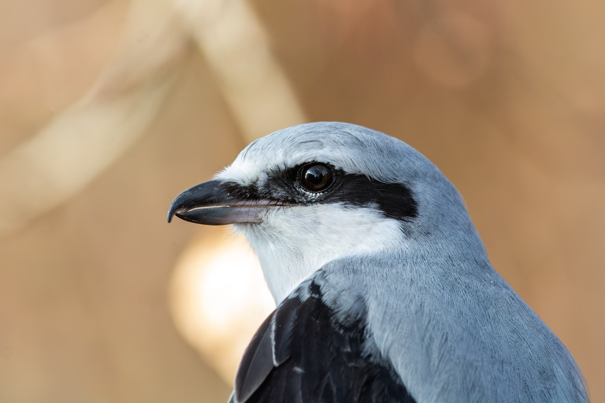 Alcaudón Boreal - ML625221813