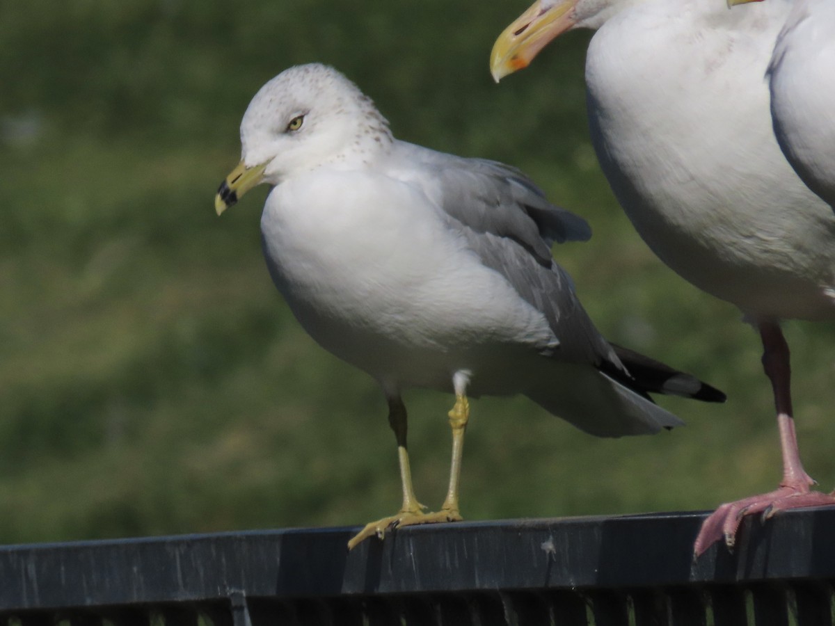 Ring-billed Gull - ML625221826