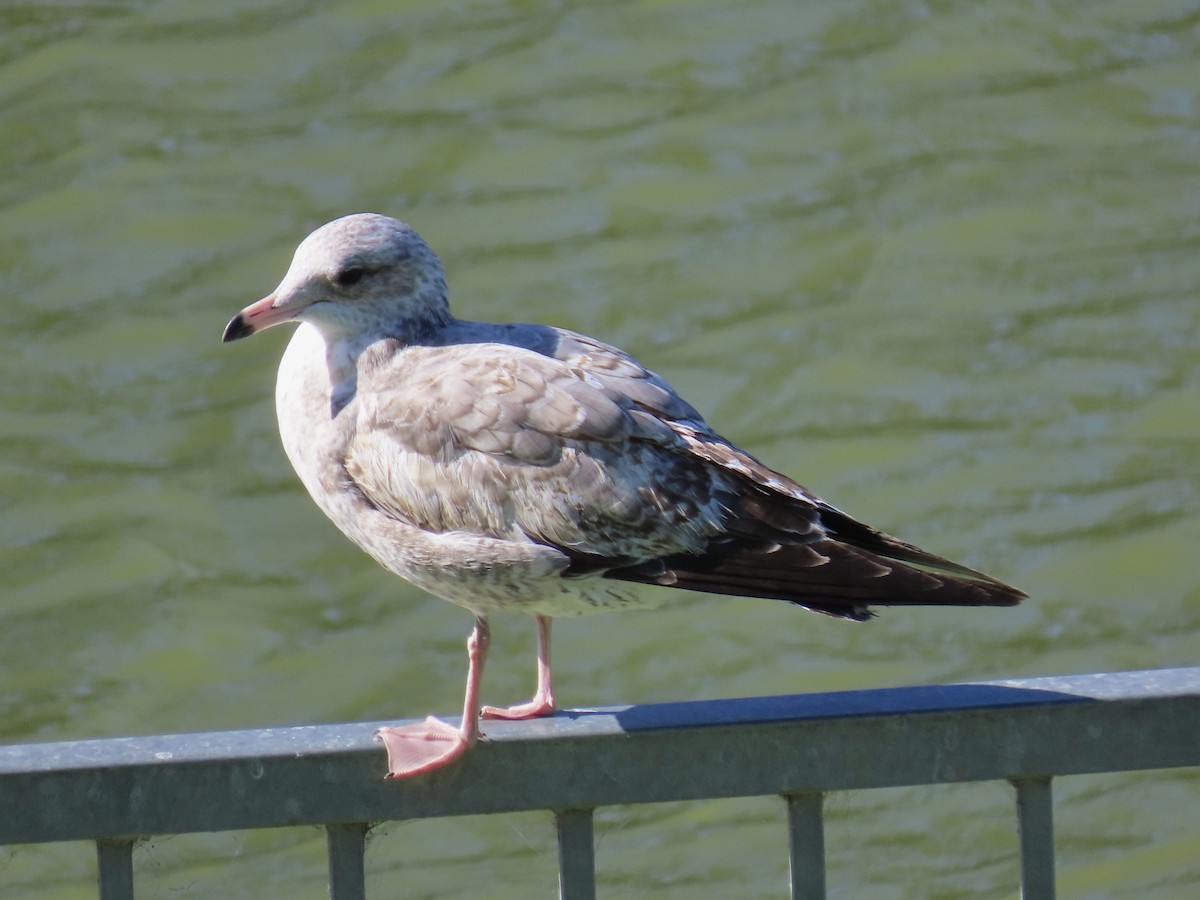 Ring-billed Gull - ML625221827