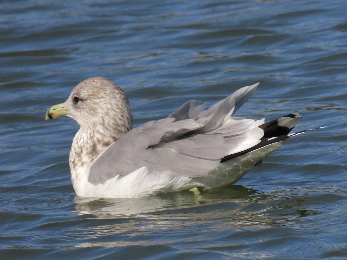 California Gull - ML625221861