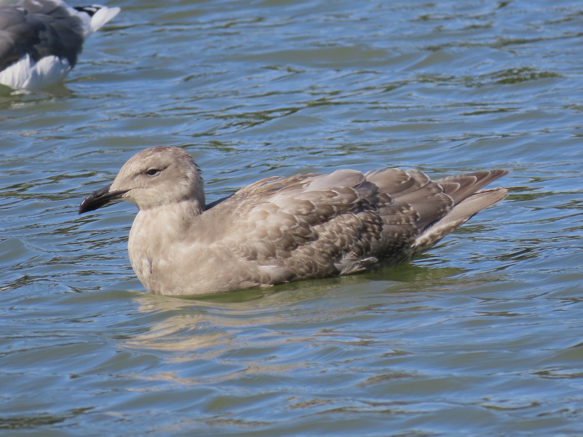 Glaucous-winged Gull - ML625221864