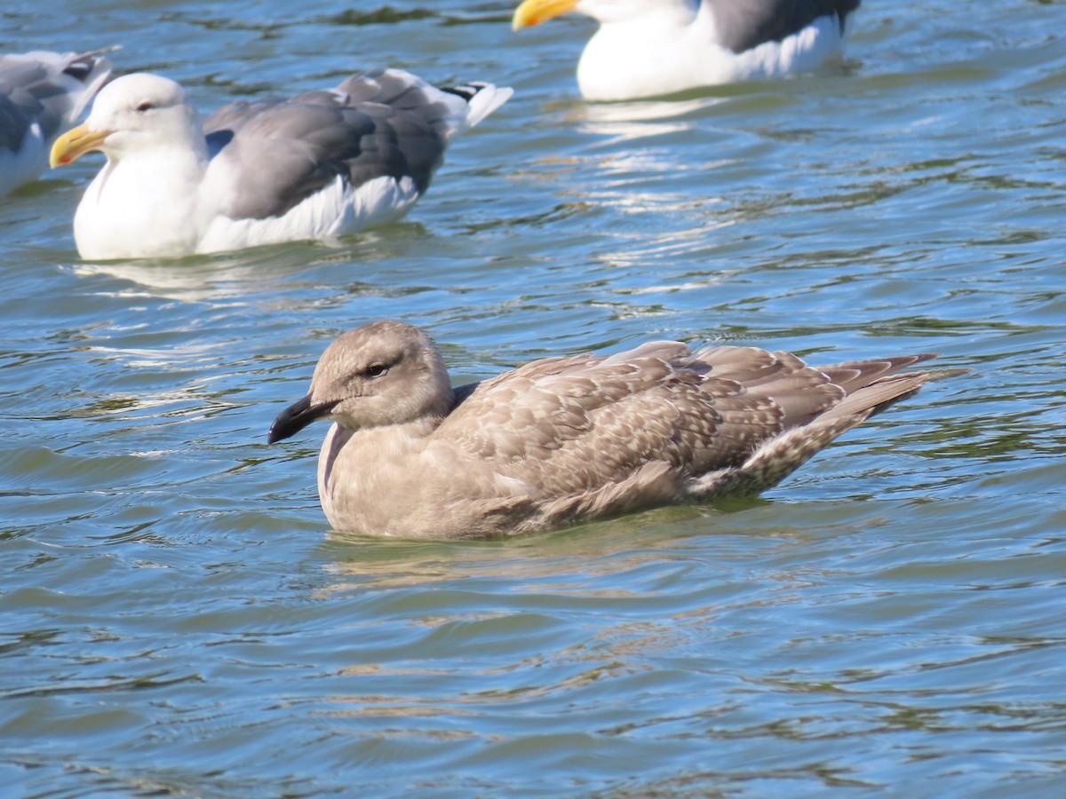 Glaucous-winged Gull - ML625221865