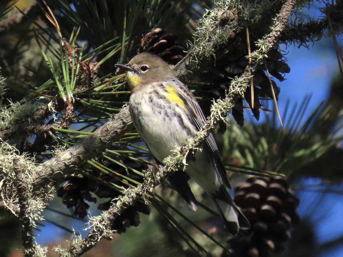 Yellow-rumped Warbler - ML625221903