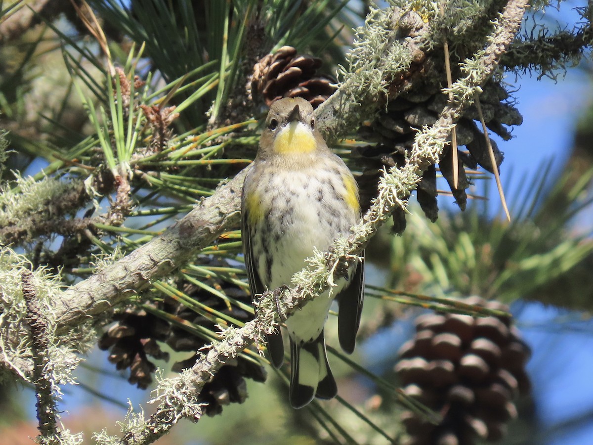 Yellow-rumped Warbler - ML625221904