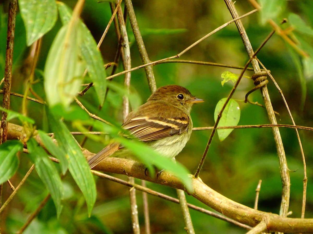 Euler's Flycatcher - ML625222050