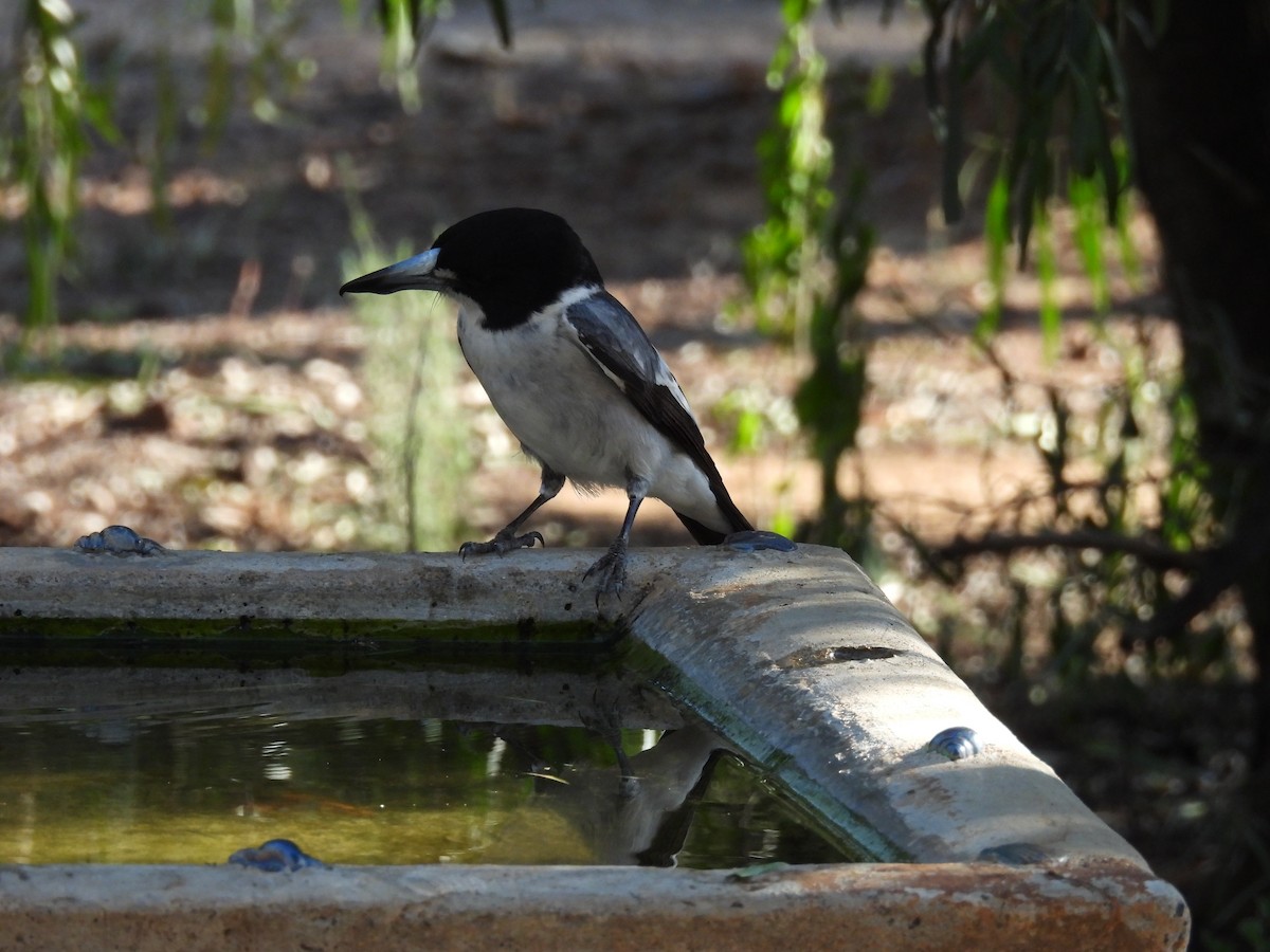 Gray Butcherbird - ML625222052