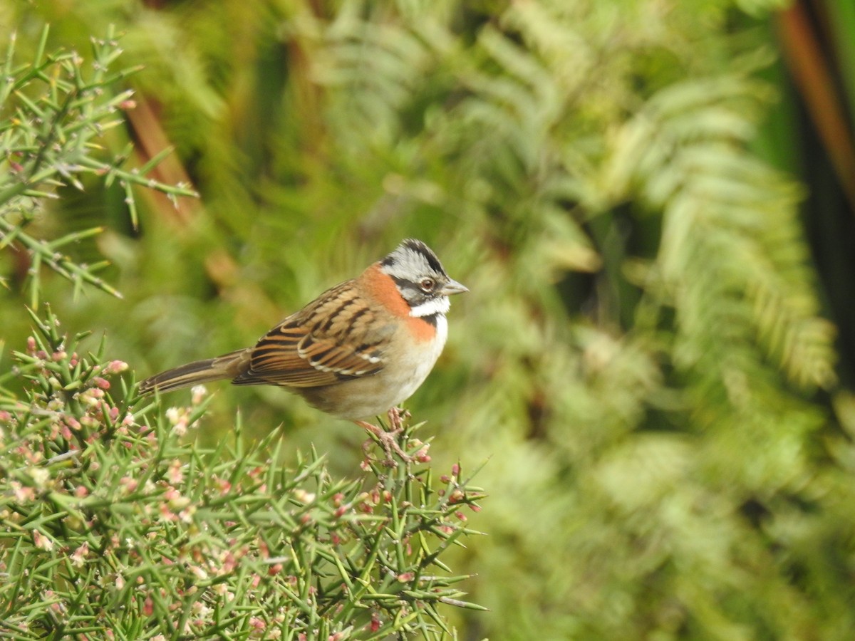 Rufous-collared Sparrow - William Orellana (Beaks and Peaks)