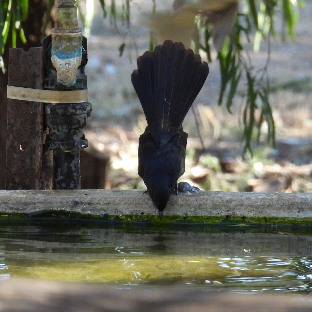Willie-wagtail - ML625222275