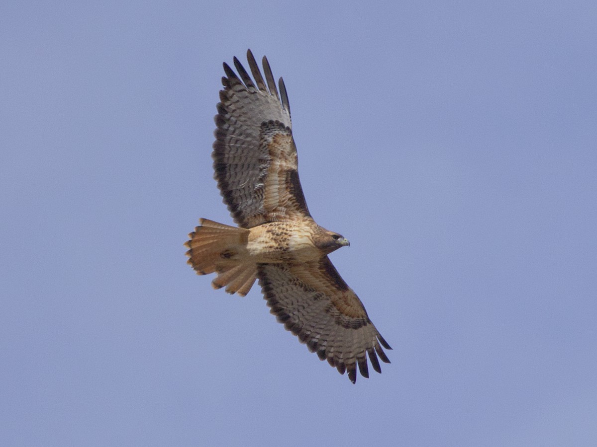 Red-tailed Hawk - ML625222276