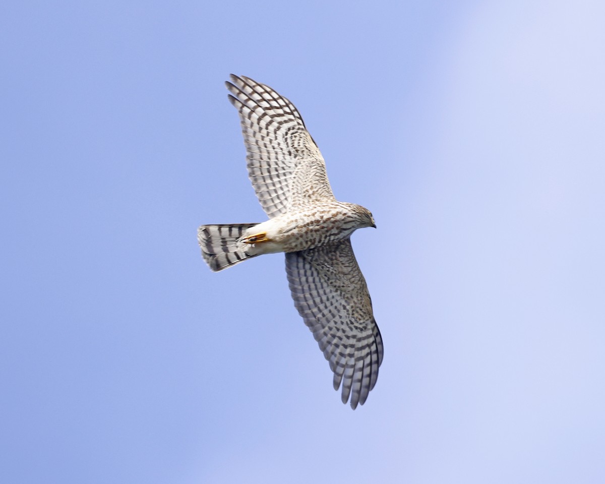 Cooper's Hawk - ML625222304