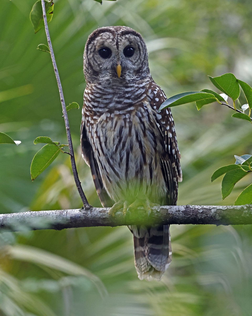 Barred Owl - ML625222322