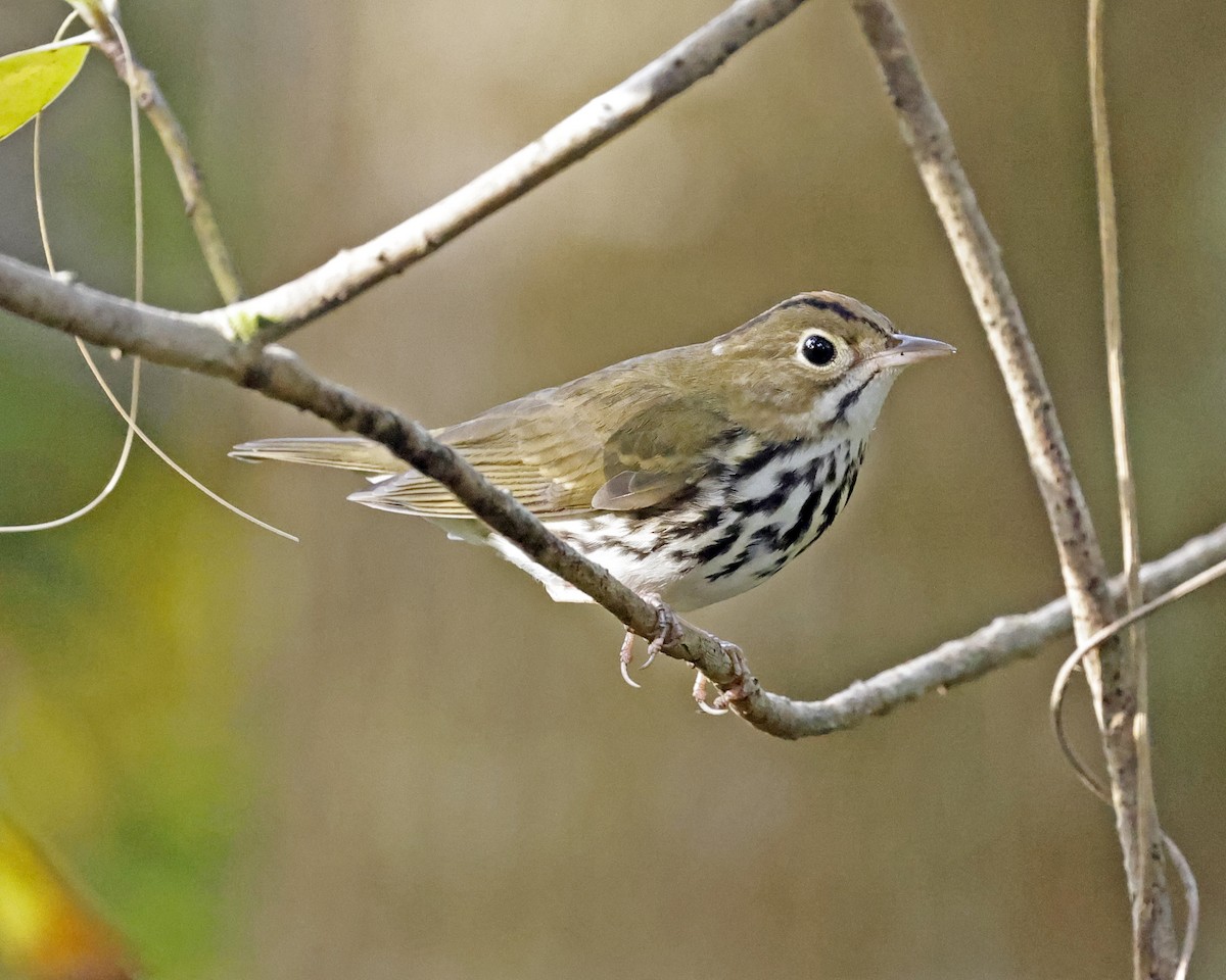 Ovenbird - ML625222359