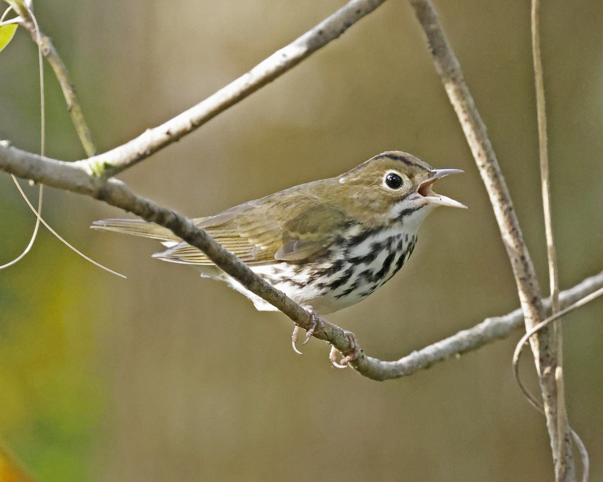 Ovenbird - ML625222360