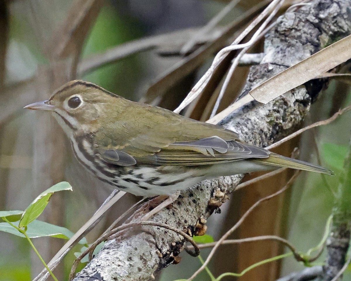 Ovenbird - ML625222362