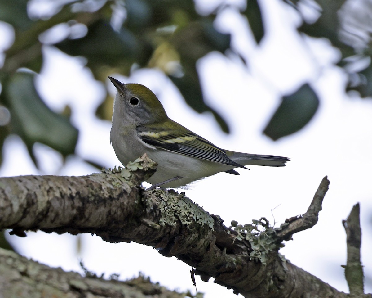 Chestnut-sided Warbler - ML625222374