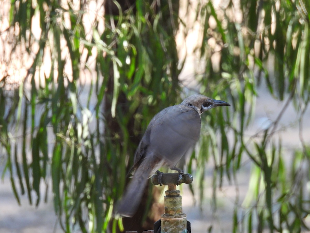 Little Friarbird - ML625222378