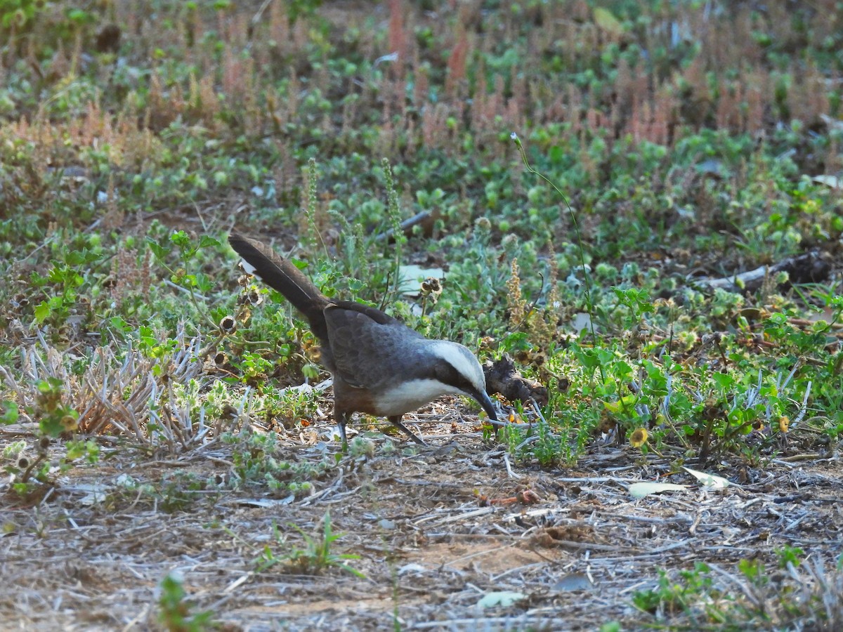 Gray-crowned Babbler - ML625222380