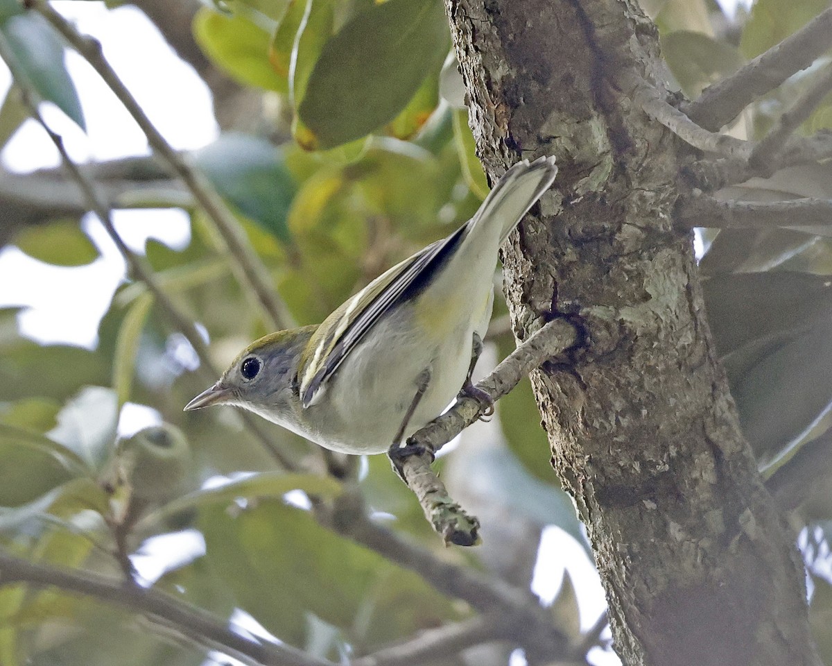 Chestnut-sided Warbler - ML625222386