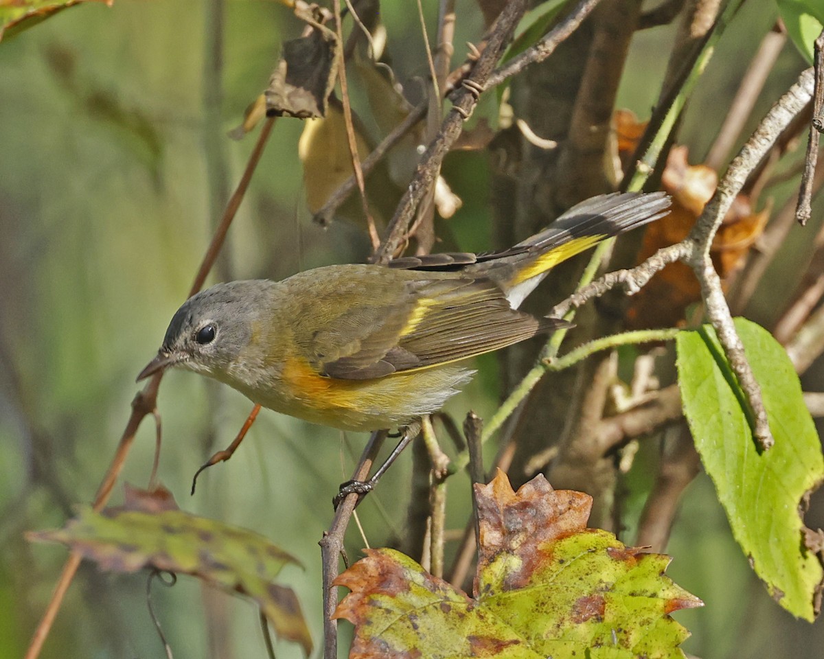 American Redstart - ML625222413