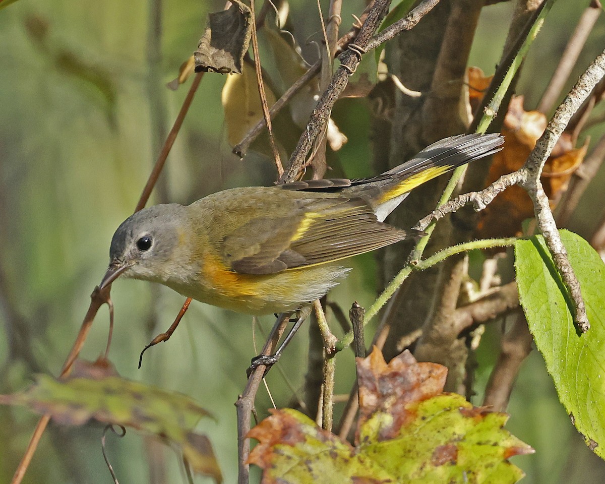 American Redstart - ML625222414