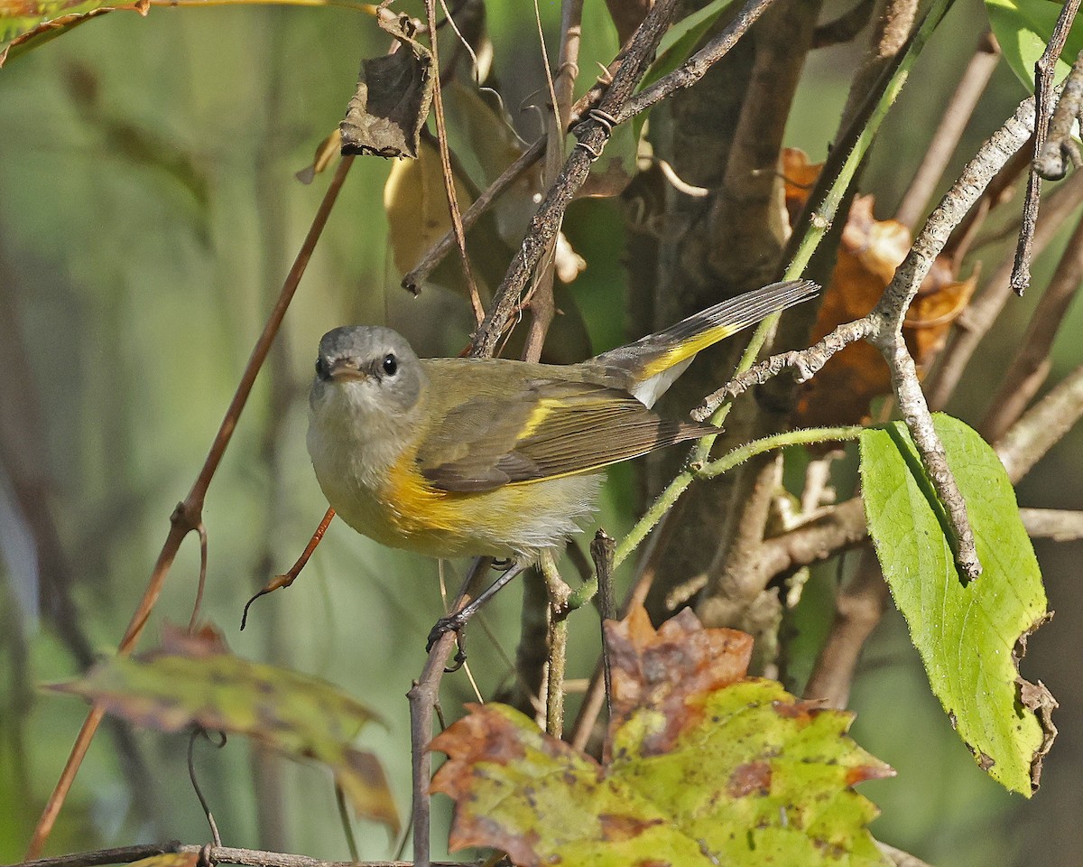 American Redstart - ML625222415