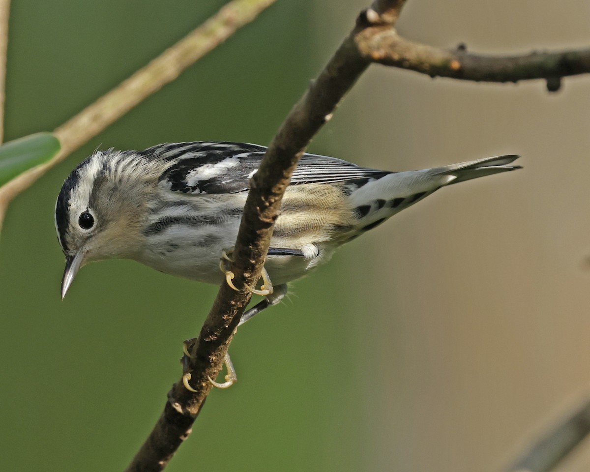 Black-and-white Warbler - ML625222449