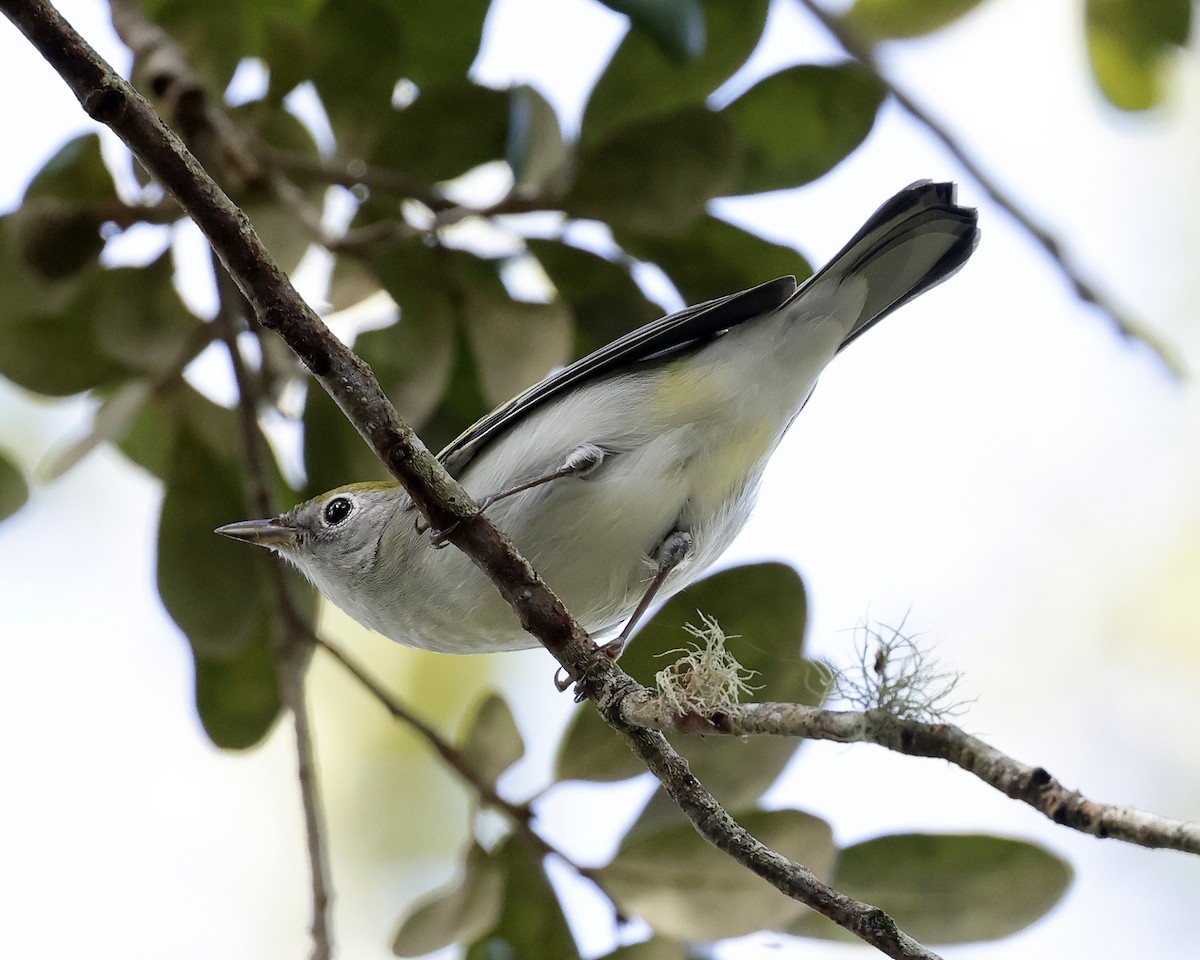 Chestnut-sided Warbler - ML625222470