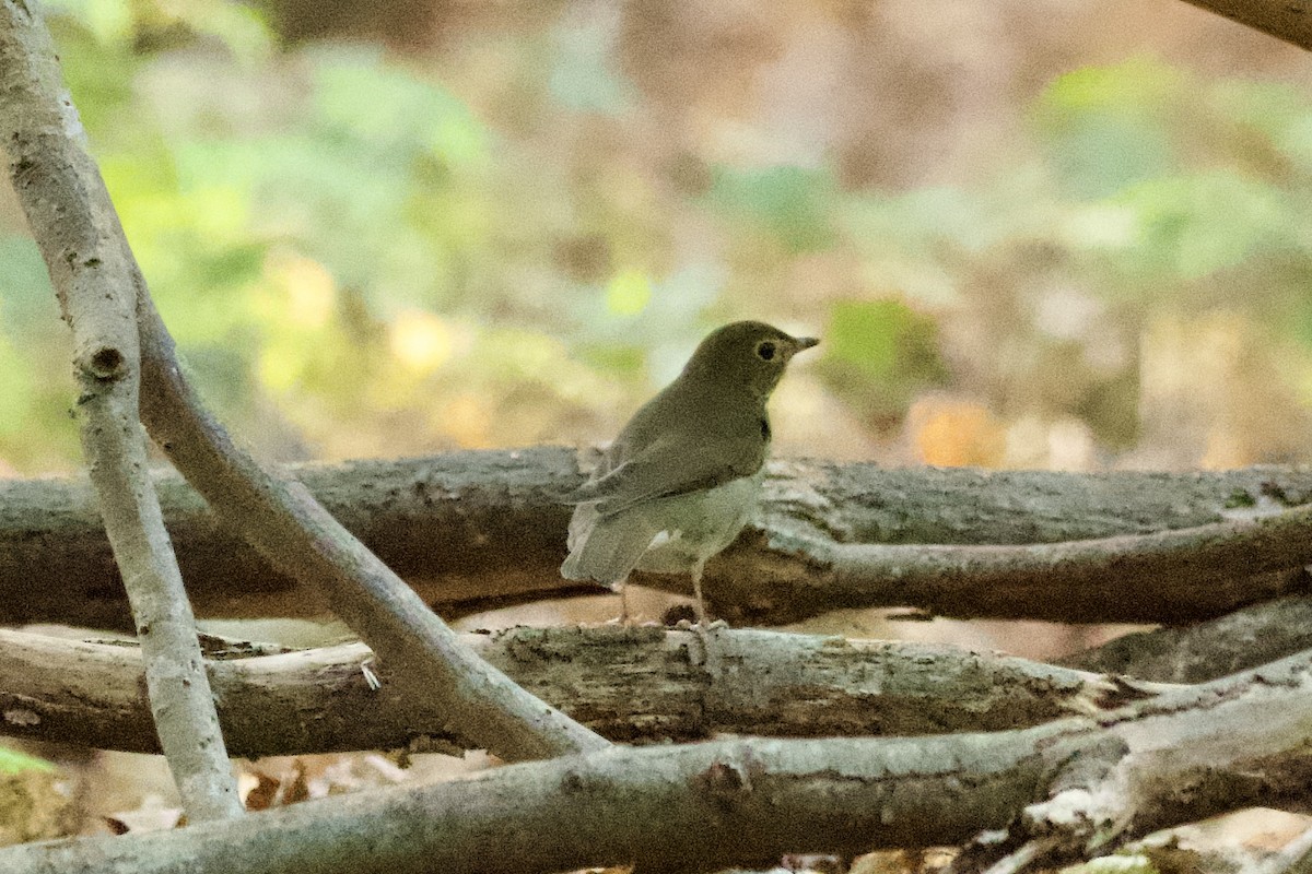 Swainson's Thrush - ML625222482