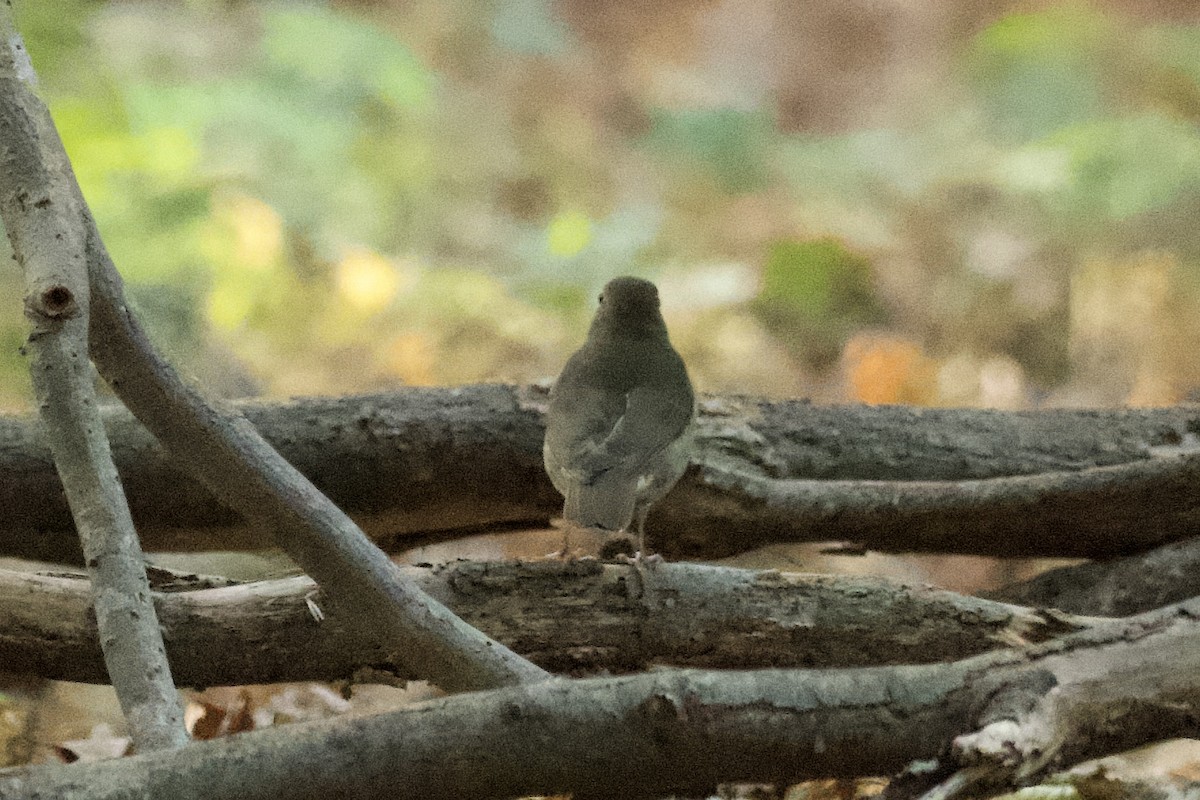 Swainson's Thrush - ML625222483