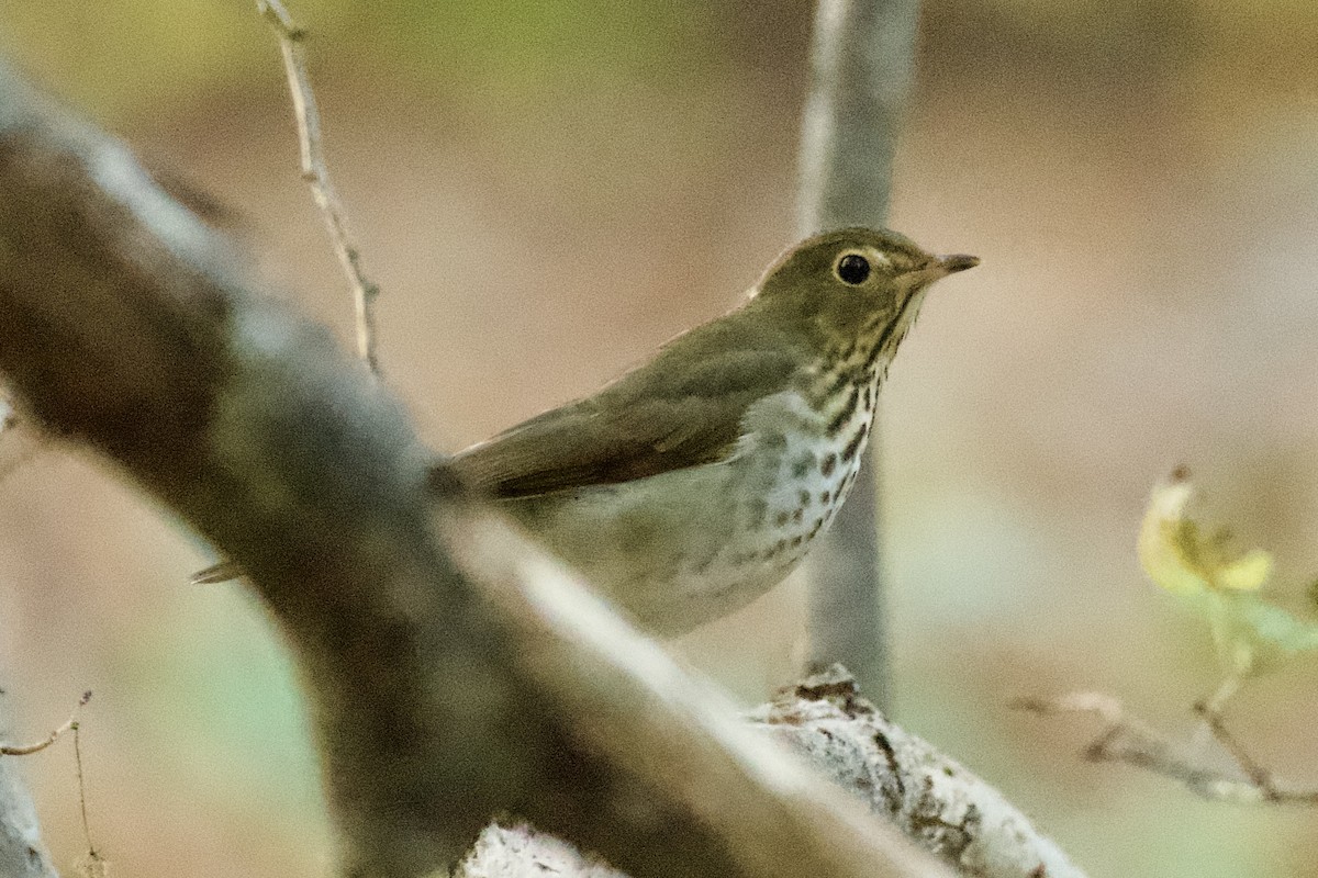 Swainson's Thrush - ML625222484